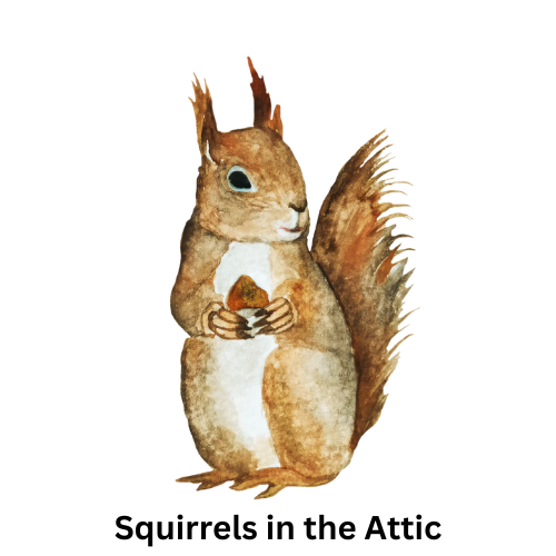 Squirrels In The Attic